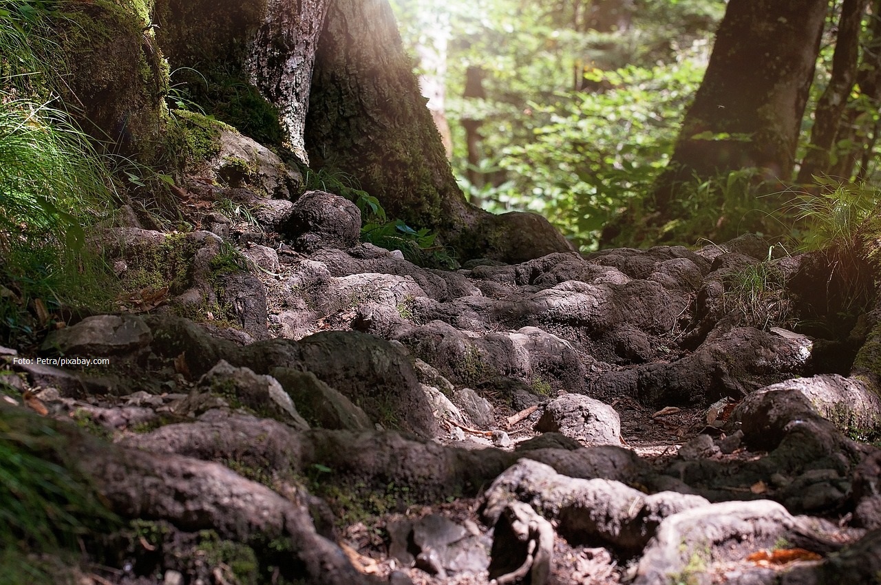 Die Wurzeln eines sehr alten Baumes, die an der Oberfläche des Waldbodens zu sehen sind